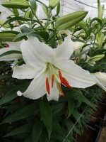 [5270 Siberia EVR No01.JPG]